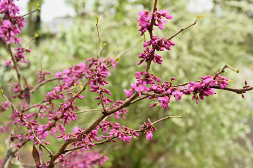 ハナズオウ,花蘇芳,はなずおう