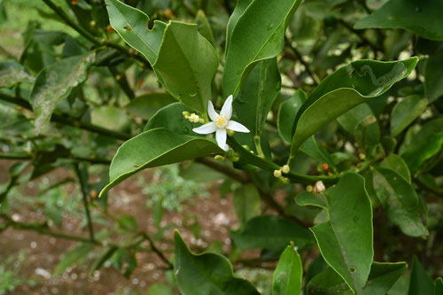 ７月に咲く白い花,樹木