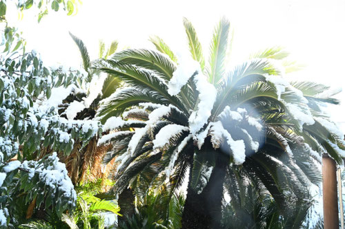 ソテツは雪に耐えられるか