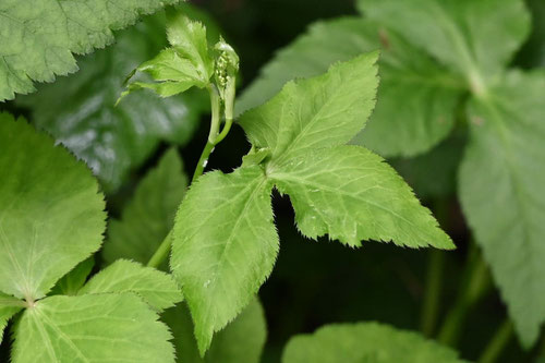 Japanese wild parsley