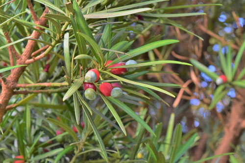 赤い実のなる木の名前,春,夏,秋,冬,毒