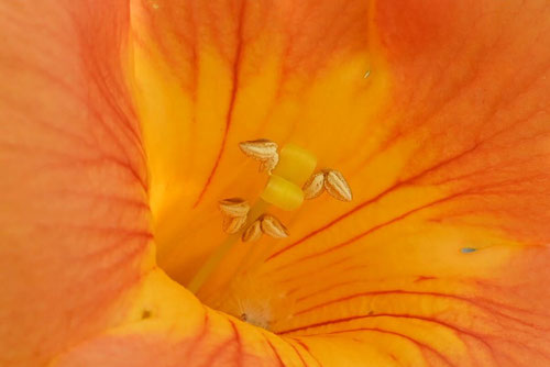 Trumpet Flower,picture