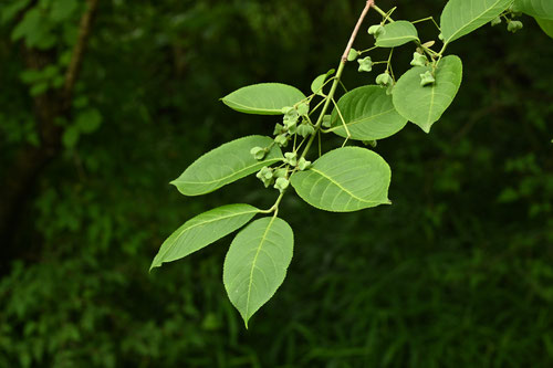 spindle tree,fruits,picture