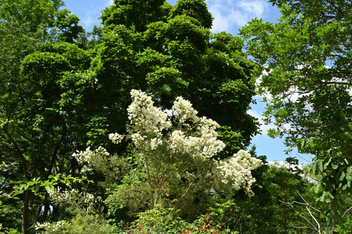Narrow-leaved Paperbark
