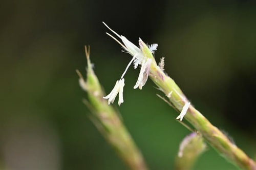 Hakone grass,flower