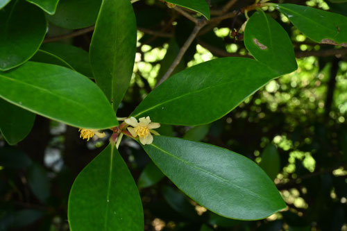 暗い場所でも育てられるお勧めの木は何ですか