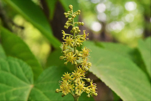 ヒトツバカエデ 花 画像