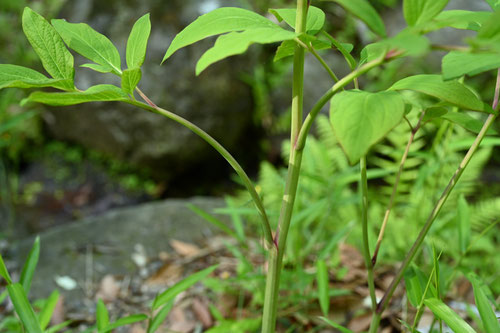 田舎芍薬,野芍薬