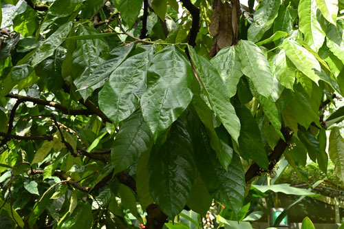 cacao tree