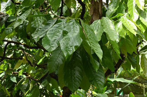 カカオの木,植物,cacao tree
