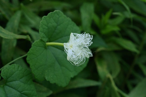 カラスウリの花,からすうり