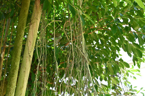 がじゅまるの木はどんな木,ガジュマル
