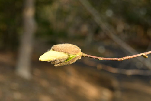 開花は３～４月　