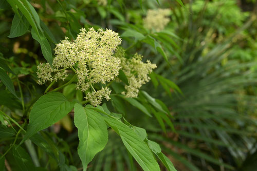 接骨木の開花,にわとこ