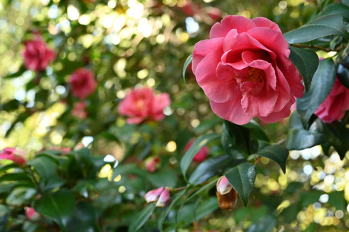 ヤブツバキ,やぶつばき