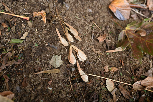 ネグンドカエデの木の実,ねぐんどかえで