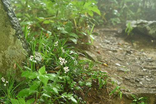 おおばじゃのひげ,植物,オオバジャノヒゲ
