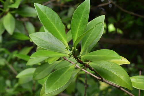 木茘枝,葉,モクレイシ