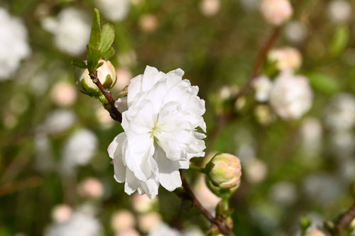 庭桜,白い花が咲く,にわざくら