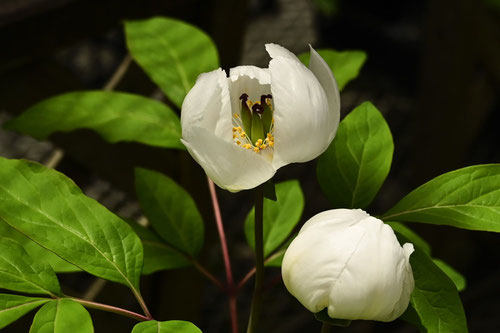開花期,ヤマシャクヤク