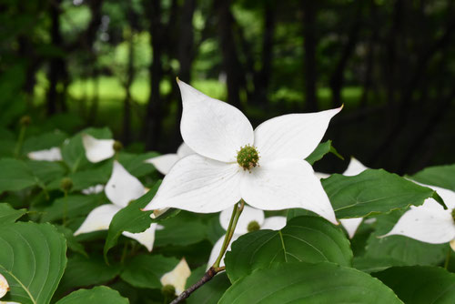 ヤマボウシ,開花時期,やまぼうし,山法師