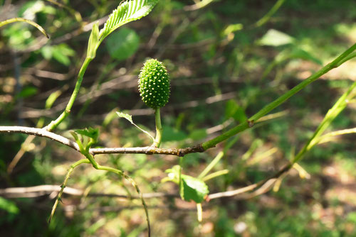 Japanese green alder
