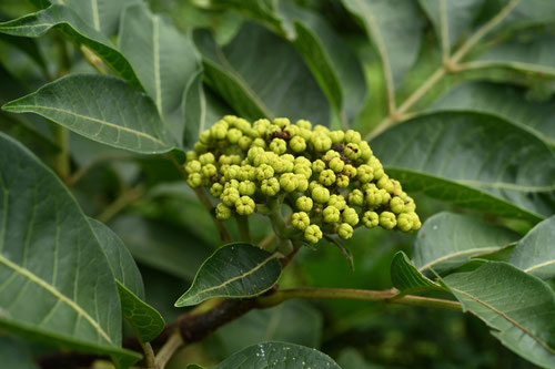 呉茱萸の果実,薬用,ごしゅゆ