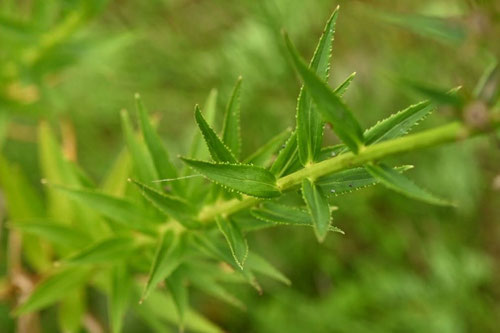 さわききょう,植物
