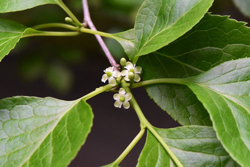 あおはだ,雄花,雌花