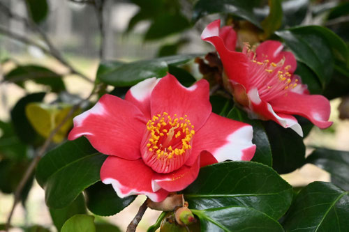 ヤブツバキ,やぶつばき