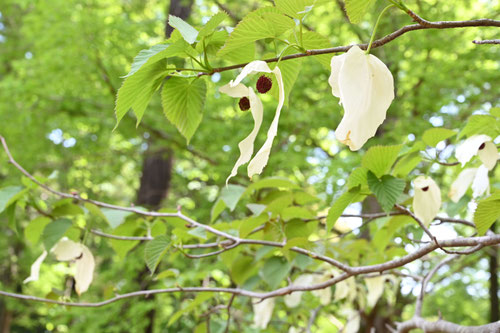 ハンカチの木,はんかちのき,Dove tree,ハンカチノキ