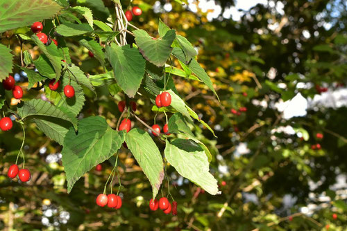 Trumpet creeper,fruits