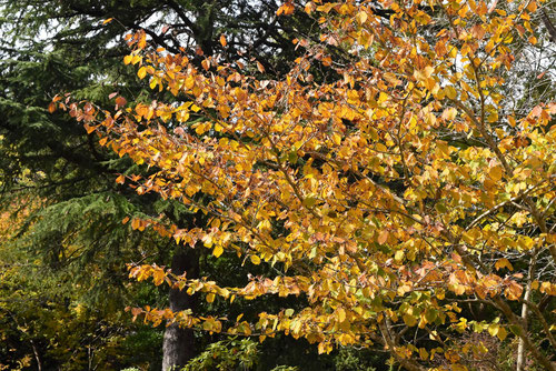 紅葉,しなまんさく