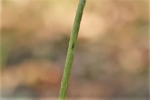 カントウタンポポ,茎