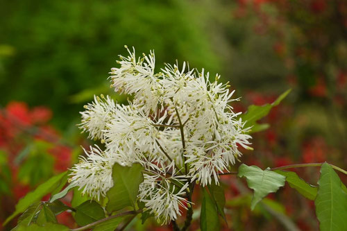 あおだもの花