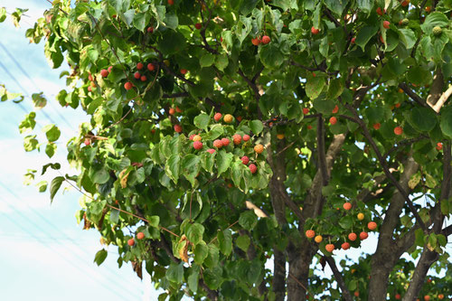 ヤマボウシの実,やまぼうし,画像