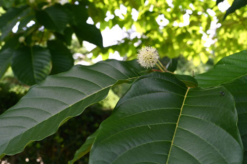 ８月に咲く白い花,木