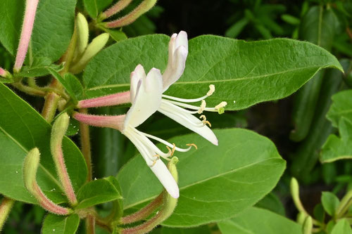 スイカズラ,忍冬の花,植物,すいかずら