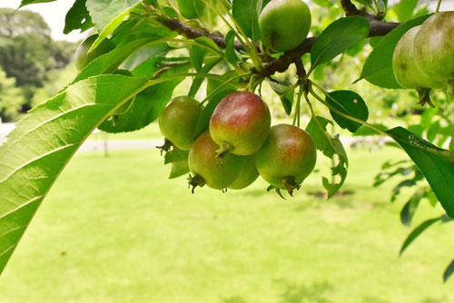 Plumleaf crabapple,ヒメリンゴ