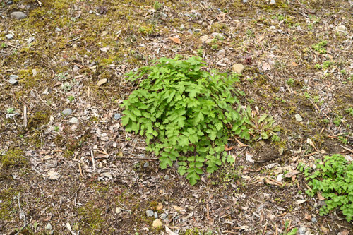 はなうど,植物,ハナウド