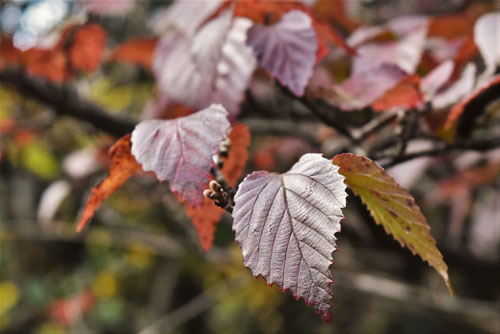 こばのがまずみ,紅葉,コバノガマズミ