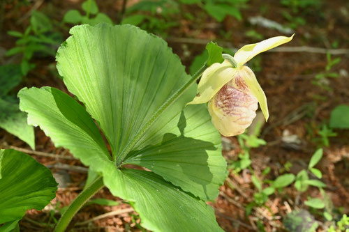 くまがいそう,植物