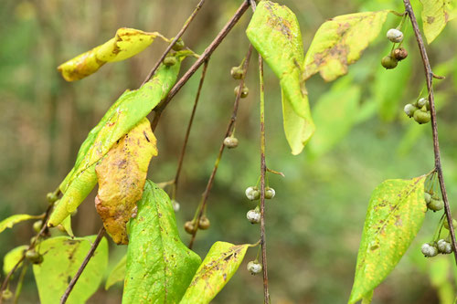 ひとつばはぎ,植物,ヒトツバハギ