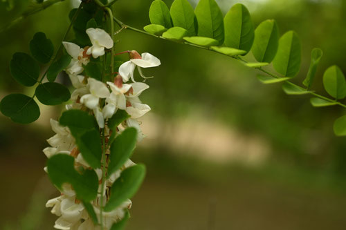 Black locust,flower