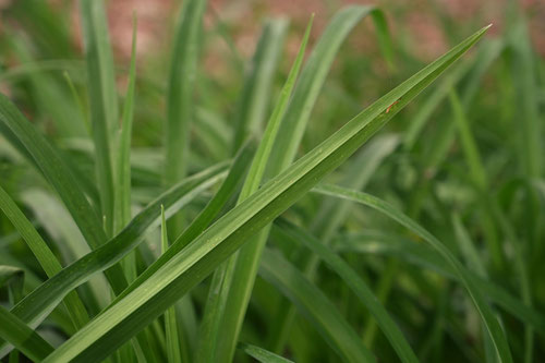 野かんぞう,野草