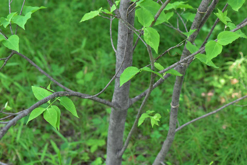 Korean spindletree