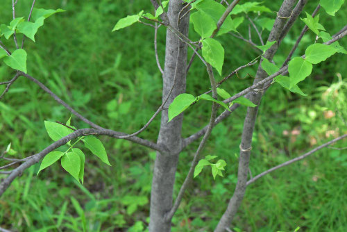 Korean spindletree,ツリバナ,つりばな,吊り花