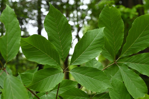 コシアブラの木,こしあぶら,樹木
