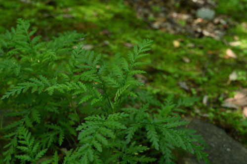 いわよもぎ,植物