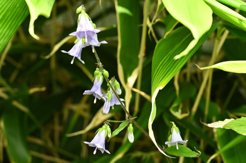 そばな,開花期